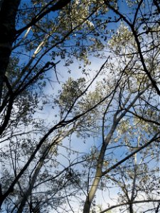 Silberpappel (Populus alba) im Schwetzinger Hardt