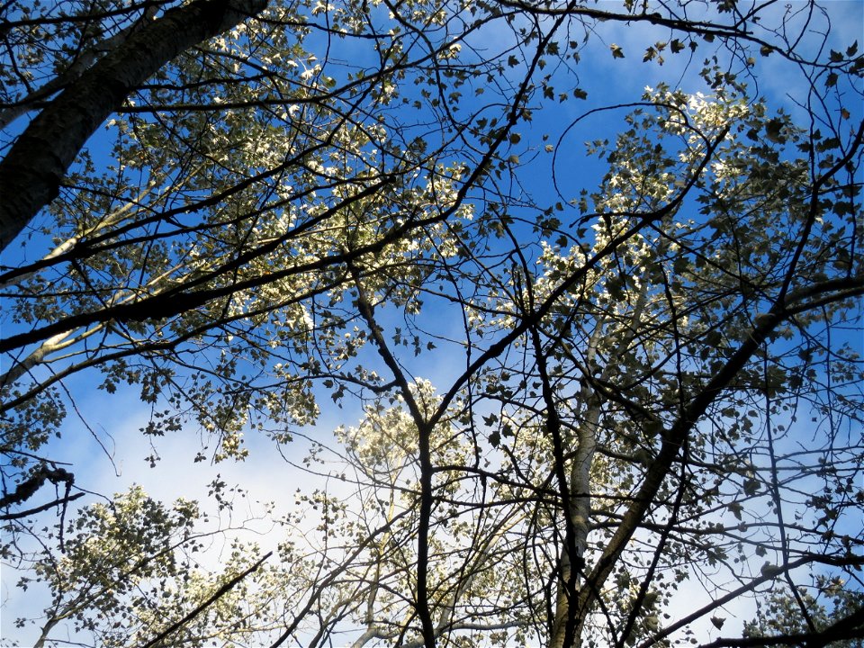 Silberpappel (Populus alba) im Schwetzinger Hardt
