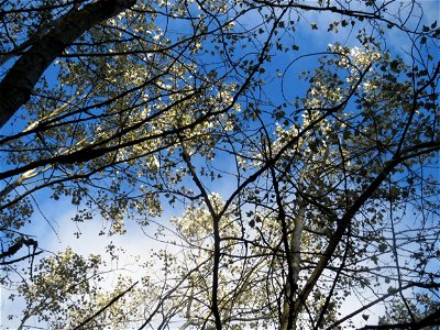 Silberpappel (Populus alba) im Schwetzinger Hardt