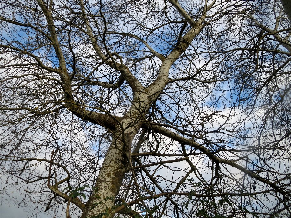Silberpappel (Populus alba) in den Horststückern im Hockenheimer Rheinbogen
