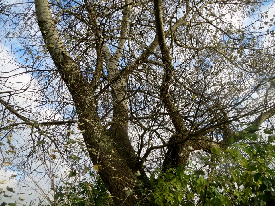 Silberpappel (Populus alba) in den Horststückern im Hockenheimer Rheinbogen