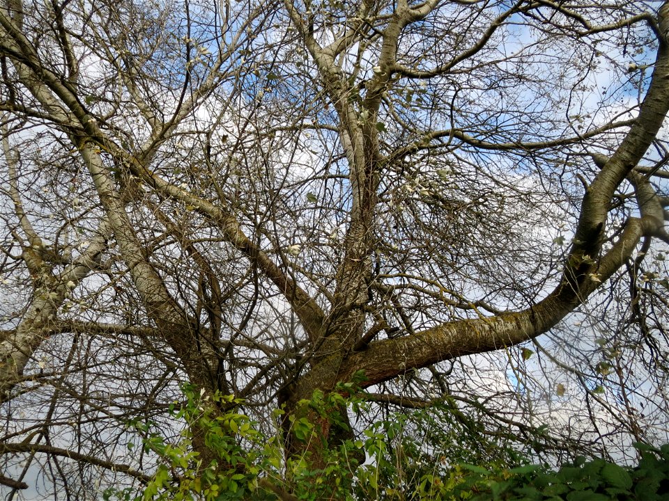 Silberpappel (Populus alba) in den Horststückern im Hockenheimer Rheinbogen