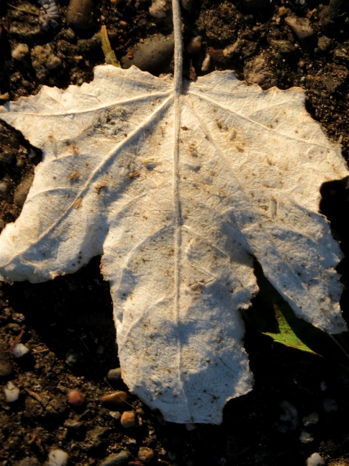 Silberpappel (Populus alba) an der Saar in Saarbrücken