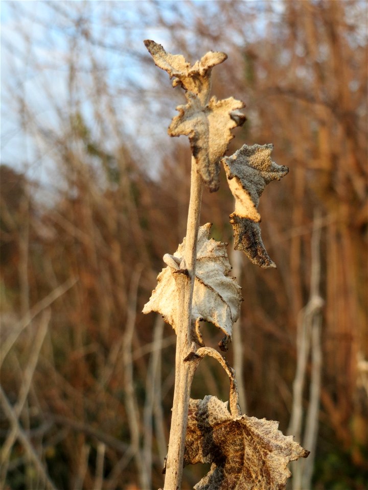 Sprößling der gefällten Silberpappel (Populus alba) im Landesgartenschaupark Hockenheim