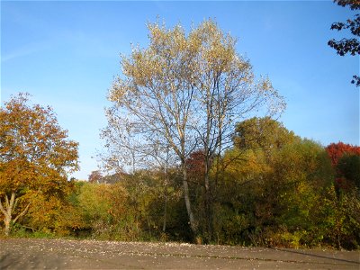 Silberpappel (Populus alba) an der Saar in Saarbrücken