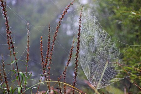 Dewdrop dew web