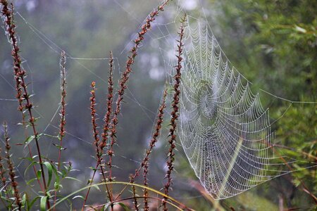 Dewdrop dew web photo