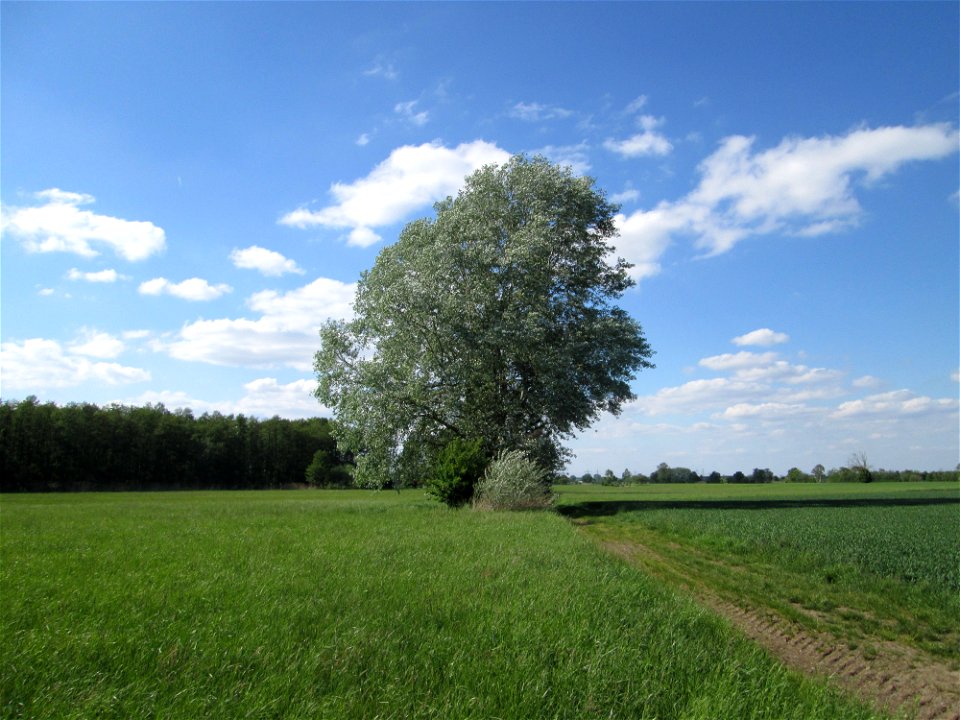 Stattliche Silberpappel (Populus alba) im Naturschutzgebiet „Bachwiesen/Leopoldswiesen“ im Hockenheimer Rheinbogen
