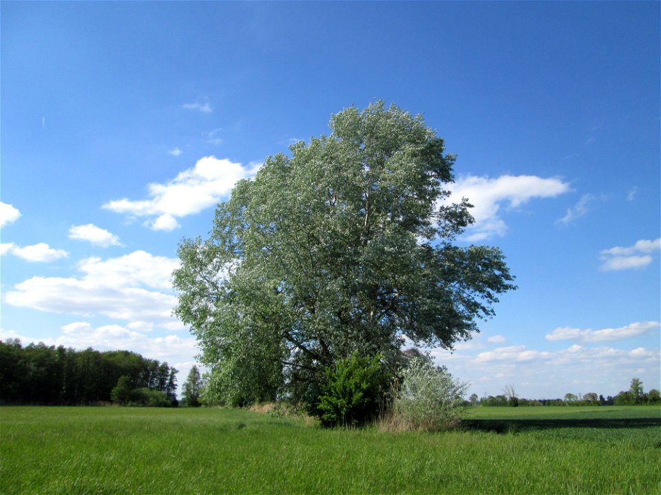 Stattliche Silberpappel (Populus alba) im Naturschutzgebiet „Bachwiesen/Leopoldswiesen“ im Hockenheimer Rheinbogen