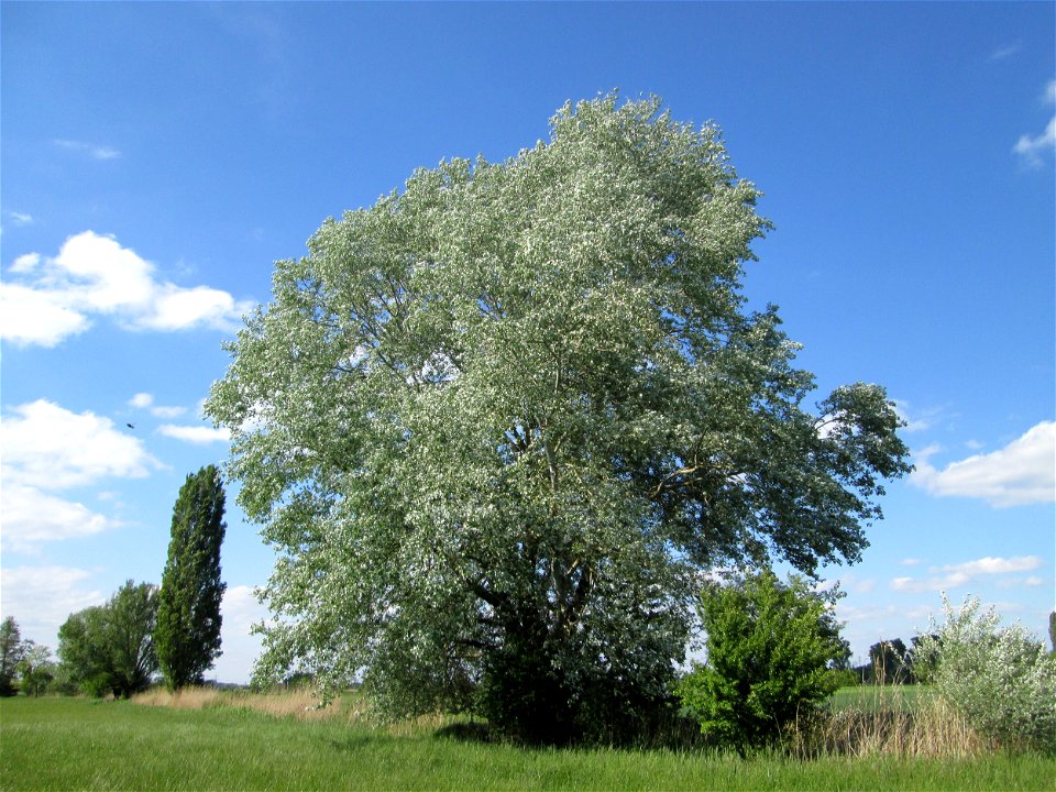 Stattliche Silberpappel (Populus alba) im Naturschutzgebiet „Bachwiesen/Leopoldswiesen“ im Hockenheimer Rheinbogen