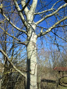 Silberpappel (Populus alba) im Naturschutzgebiet Mechtersheimer Tongruben