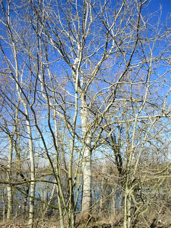 Silberpappel (Populus alba) im Naturschutzgebiet Mechtersheimer Tongruben