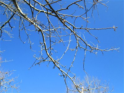 Silberpappel (Populus alba) im Naturschutzgebiet Mechtersheimer Tongruben