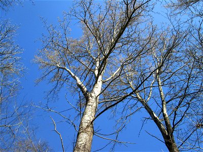 Silberpappel (Populus alba) im Naturschutzgebiet „Bei der Silberpappel“ im Waldpark Mannheim