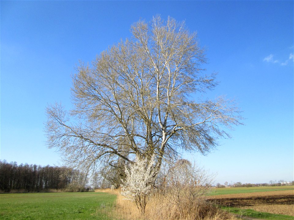 Stattliche Silberpappel (Populus alba) im Naturschutzgebiet „Bachwiesen/Leopoldswiesen“ im Hockenheimer Rheinbogen