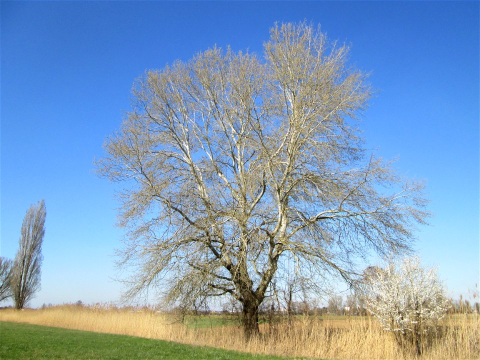 Stattliche Silberpappel (Populus alba) im Naturschutzgebiet „Bachwiesen/Leopoldswiesen“ im Hockenheimer Rheinbogen