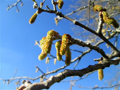 Kätzchen der Silberpappel (Populus alba) im Naturschutzgebiet „Bachwiesen/Leopoldswiesen“ im Hockenheimer Rheinbogen