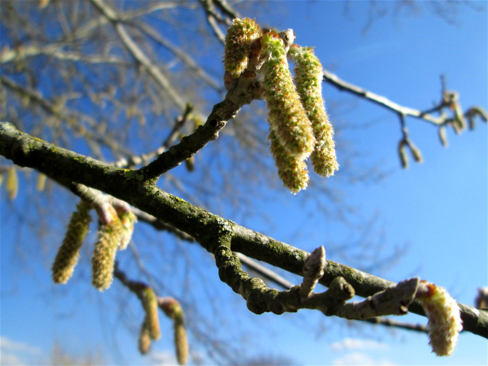 Kätzchen der Silberpappel (Populus alba) im Naturschutzgebiet „Bachwiesen/Leopoldswiesen“ im Hockenheimer Rheinbogen