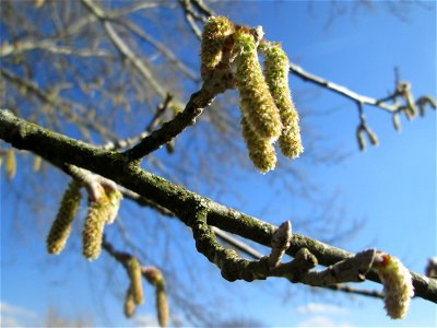 Kätzchen der Silberpappel (Populus alba) im Naturschutzgebiet „Bachwiesen/Leopoldswiesen“ im Hockenheimer Rheinbogen
