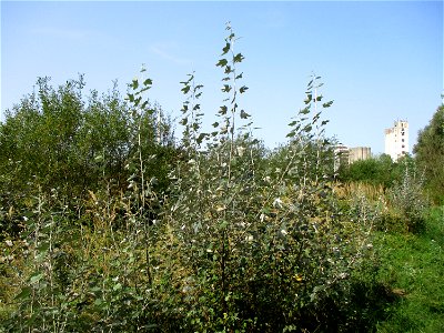 Junge Silberpappeln (Populus alba) im Naturschutzgebiet „St. Arnualer Wiesen“