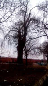 This is a photo of a natural heritage site in Moldova, id: MD-ST-mn.Cb-102