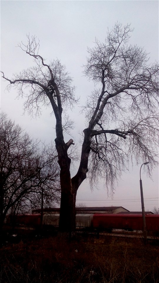 This is a photo of a natural heritage site in Moldova, id: MD-ST-mn.Cb-102