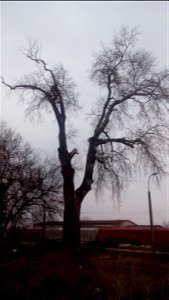 This is a photo of a natural heritage site in Moldova, id: MD-ST-mn.Cb-102