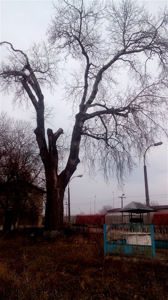 This is a photo of a natural heritage site in Moldova, id: MD-ST-mn.Cb-102