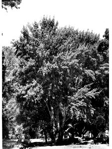 Populus Alba White Alba, Botanic Gardens
