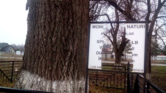 This is a photo of a natural heritage site in Moldova, id: MD-ST-mn.Cb-102