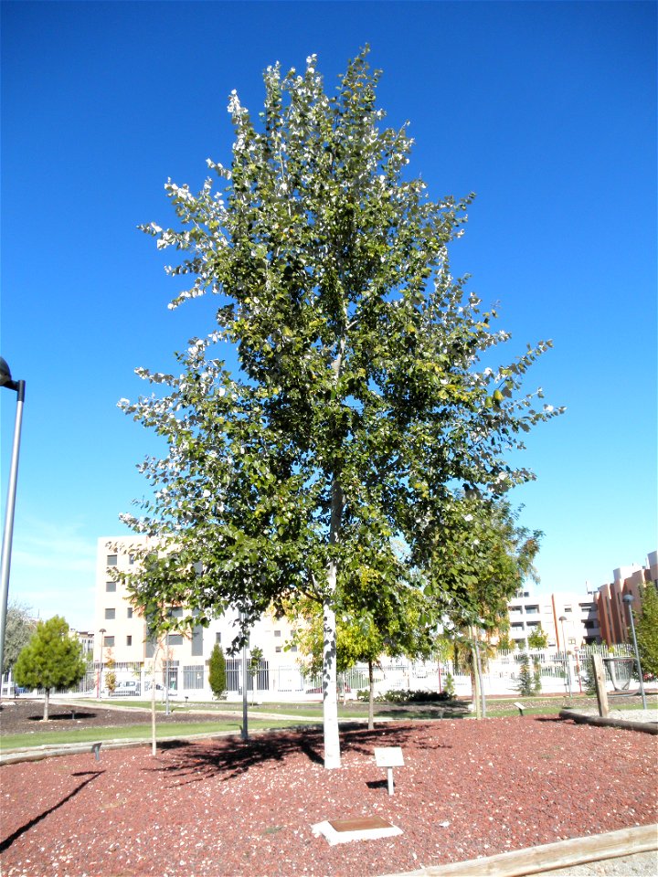 Populus alba habit, Parque El Pilar de Ciudad Real, Spain