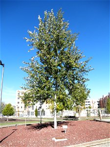 Populus alba habit, Parque El Pilar de Ciudad Real, Spain