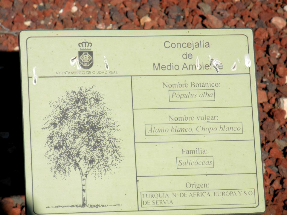 Populus alba info plaque, Parque El Pilar de Ciudad Real, Spain