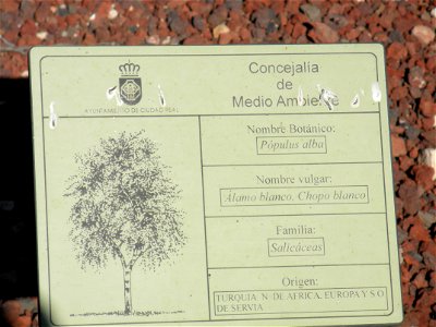 Populus alba info plaque, Parque El Pilar de Ciudad Real, Spain