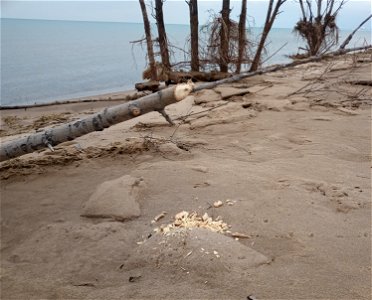 Cottonwood tree chewn by a beaver on Lake Street Beach in Gary, Indiana. Beaver sign is unusual in the immediate area of the beach, but a nearby foredune collapse may have made the location more acce photo