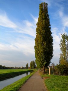 Säulepappeln (Populus nigra 'Italica') am Kraichbach bei Hockenheim