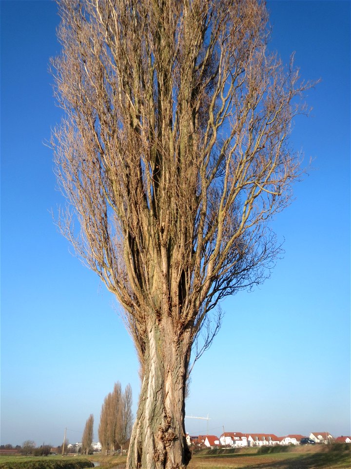 Alte Säulepappeln (Populus nigra 'Italica') am Kraichbach zwischen Hockenheim und Reilingen