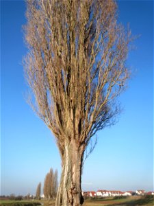 Alte Säulepappeln (Populus nigra 'Italica') am Kraichbach zwischen Hockenheim und Reilingen photo