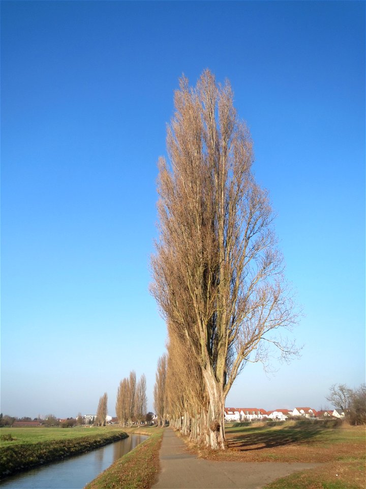 Alte Säulepappeln (Populus nigra 'Italica') am Kraichbach zwischen Hockenheim und Reilingen