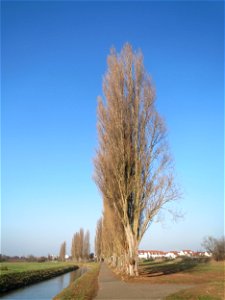 Alte Säulepappeln (Populus nigra 'Italica') am Kraichbach zwischen Hockenheim und Reilingen photo