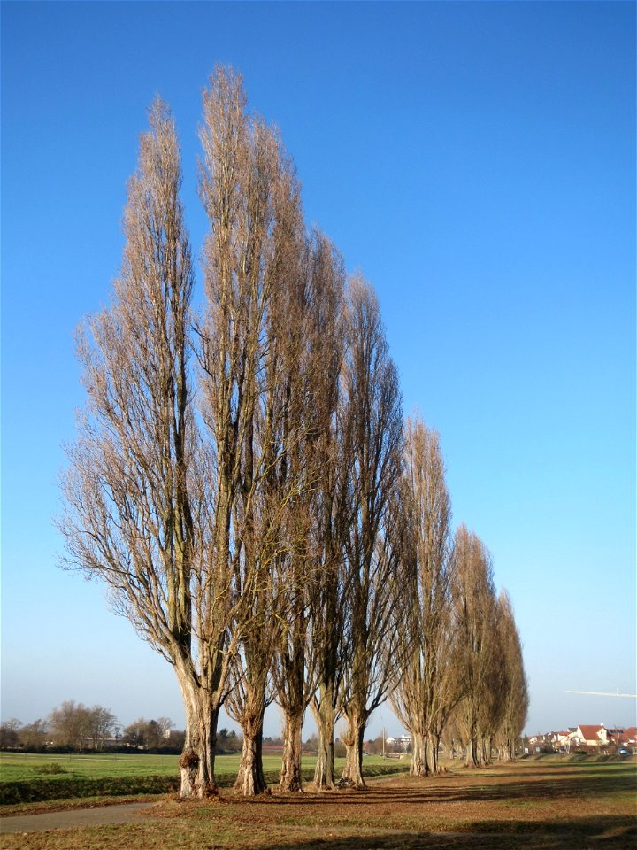 Alte Säulepappeln (Populus nigra 'Italica') am Kraichbach zwischen Hockenheim und Reilingen