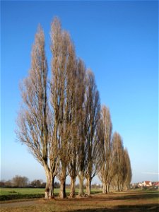 Alte Säulepappeln (Populus nigra 'Italica') am Kraichbach zwischen Hockenheim und Reilingen