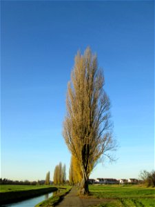 Alte Säulepappeln (Populus nigra 'Italica') am Kraichbach zwischen Hockenheim und Reilingen
