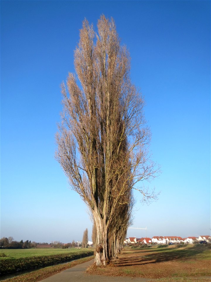 Alte Säulepappeln (Populus nigra 'Italica') am Kraichbach zwischen Hockenheim und Reilingen