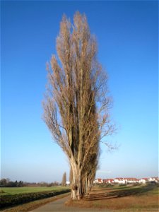 Alte Säulepappeln (Populus nigra 'Italica') am Kraichbach zwischen Hockenheim und Reilingen