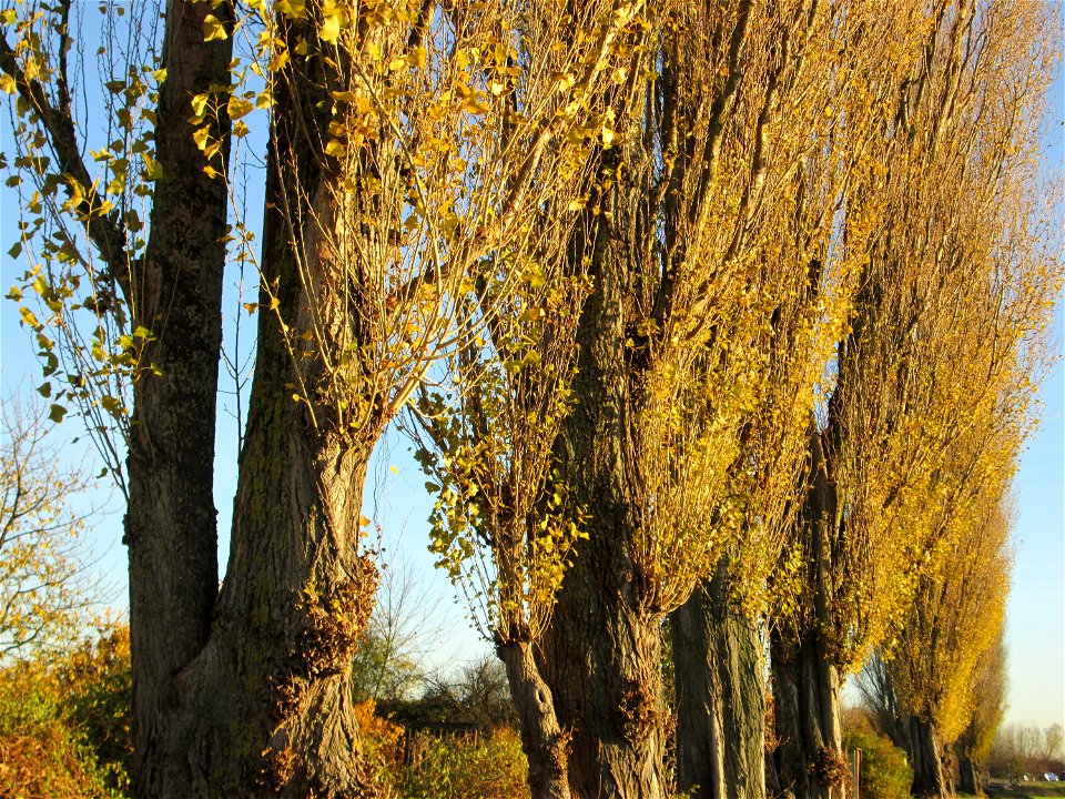 Alte Säulepappeln (Populus nigra 'Italica') am Kraichbach zwischen Hockenheim und Reilingen