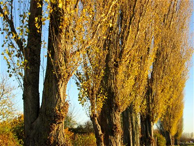 Alte Säulepappeln (Populus nigra 'Italica') am Kraichbach zwischen Hockenheim und Reilingen
