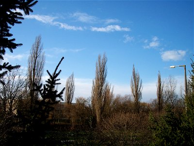 Békés town (Hungary) - Black Poplars at Élővíz-csatorna canal with Dr. Hepp Ferenc Primery school at the background