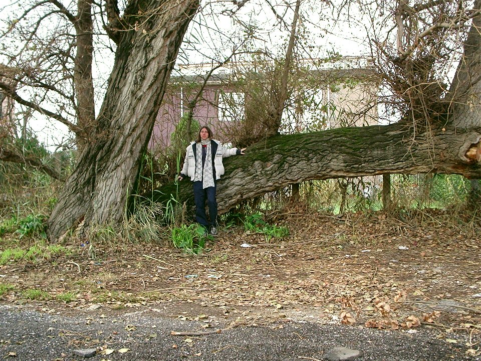 Populus nigra a Scauri