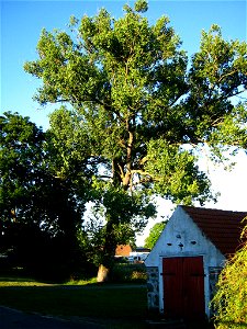 Deutsch:  Schwarzpappel und Feuerwehrschuppen in Siedenbrünzow (Landkreis Demmin, Vorpommern).